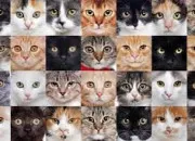 Quiz Quel est ce chat ? - LGDC
