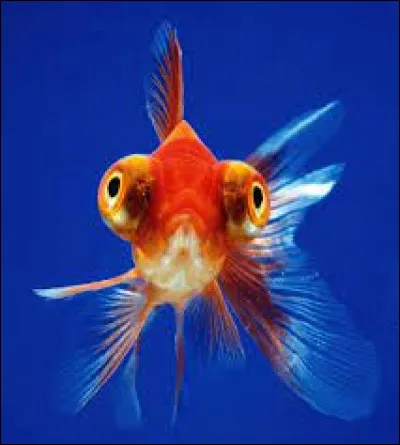 D'où est originaire le poisson céleste ?