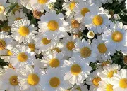 Test Quelle fleur dlicate es-tu ?🪻🌸