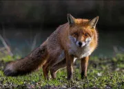 Quiz Les Animaux nocturnes de Nice