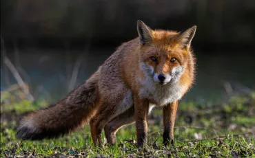 Quiz Animaux