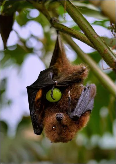 Quelle est la particularité que possèdent les chauves-souris pour se repérer dans le noir ?