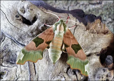Le sphinx de Nice peut-il se nourrir ?