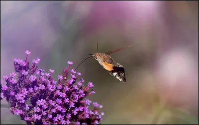 Quelle est la durée de vie du sphinx de Nice ?