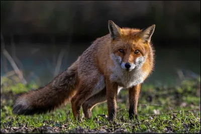 Combien d'espèces de renards existe-t-il en France ?