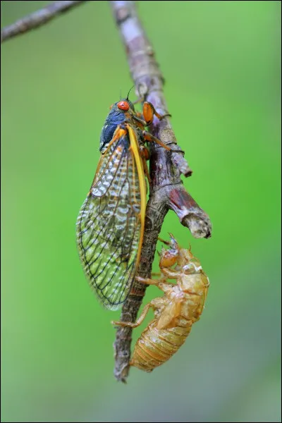 Comment la cigale fait-elle ce bruit ?