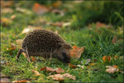 Quelle est la principale menace pour les hérissons aujourd'hui ?