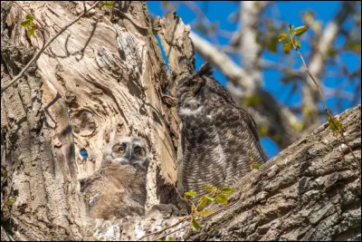 Dans quelle région trouve-t-on le Petit-duc scops ?