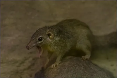 Combien de temps une musaraigne vit-elle en moyenne ?