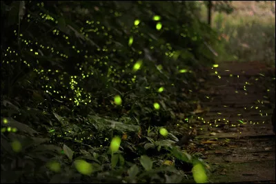 Que mangent principalement les lucioles adultes ?