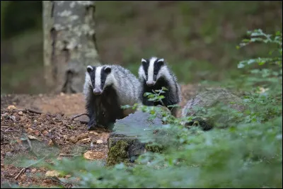Comment appelle-t-on la femelle du blaireau ?