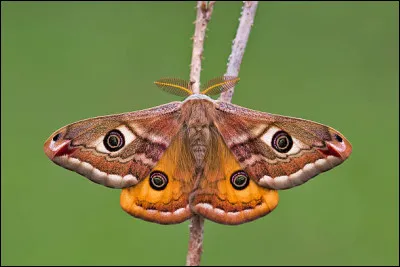 Quelle taille environ fait le petit paon de nuit ?
