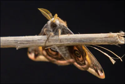 Quelle est la durée de vie du petit paon de nuit ?