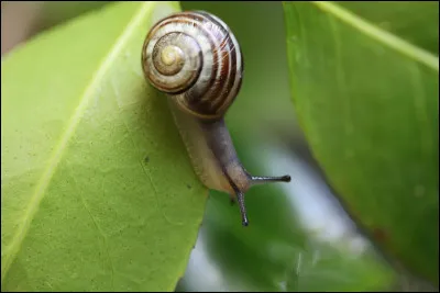 Pourquoi l'escargot de Nice est-il en danger ?