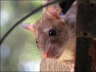 Combien de bébés le rat a-t-il par portée ?