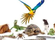 Quiz Les animaux en folies