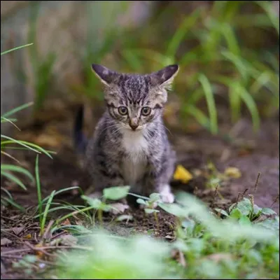 Quand tu étais chaton, tu préférais...