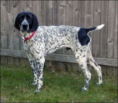 Comment sont les gauloises de Michel Cournot, dans son film de 1968 ?