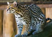 Quiz Jaguar, panthre ou guepard