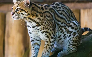 Quiz Guepard