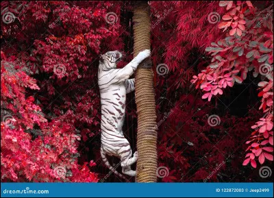 Lequel peut grimper aux arbres ?