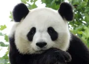 Quiz Vrai/faux sur le panda gant