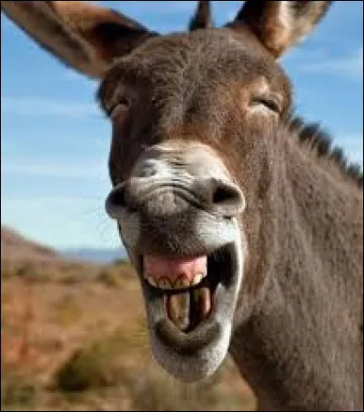 Autrefois, comment s'appelait le traîneau qui permettait de transporter le bois à débarder en Alsace et en Lorraine ?