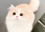 Test Quel animal cute es-tu ?