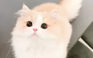 Quiz Animaux