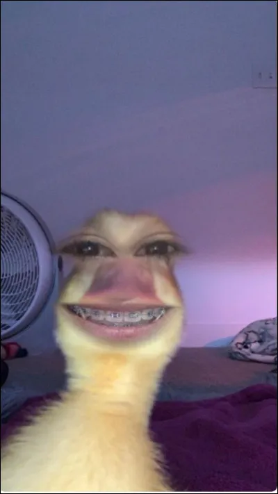 Quel animal te représente ? (Je vous interdit de rigoler.)