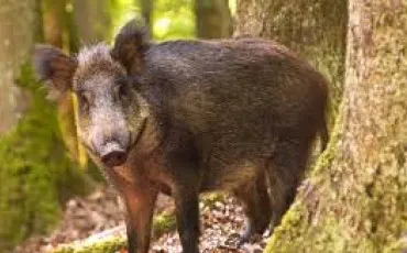 Quiz Animaux