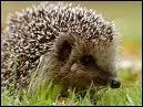 Le hrisson hiberne-t-il ?
