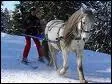 Quel est ce sport qui allie le ski et l'attelage questre ?