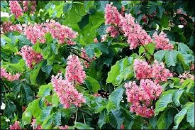 Quel arbre n'est pas de la même famille que les deux autres ?