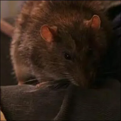 Comment s'appelle le médicament pour rats ?