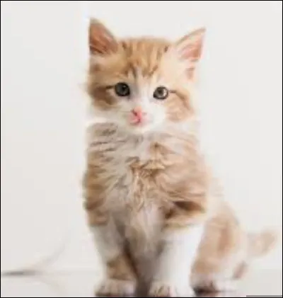 Maintenant, coche les noms des matous qui font partie de sa famille.