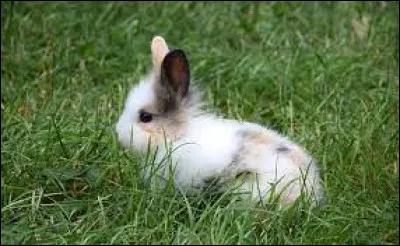 Tes parents t'offrent un lapin trop mimi, que fais-tu ?