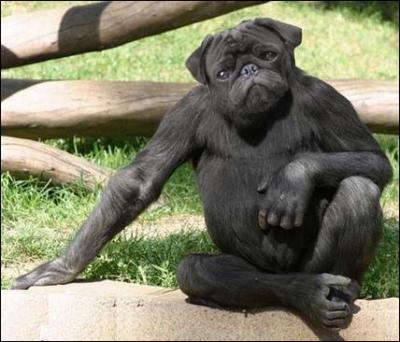 Quel est ce mlange d'animaux ?