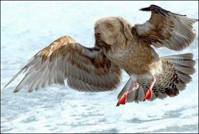 Quel est ce mlange d'animaux ?