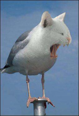 Quel est ce mlange d'animaux ?