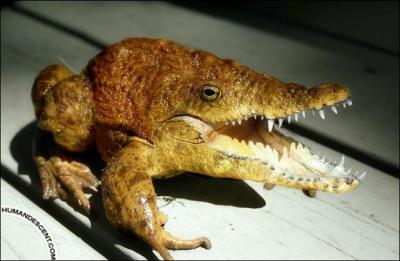 Quel est ce mlange d'animaux ?