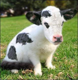 Quel est ce mlange d'animaux ?