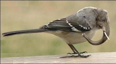 Quel est ce mlange d'animaux ?