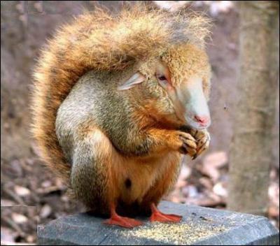 Quel est ce mlange d'animaux ?