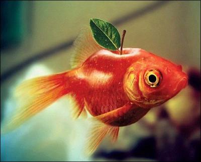 Quel est ce mlange de fruit et d'animal ?