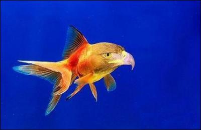 Quel est ce mlange d'animaux ?