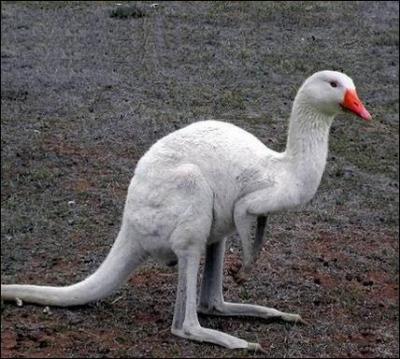 Quel est ce mlange d'animaux ?