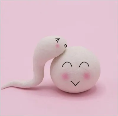 Quelle est l'unité de mesure d'un spermatozoïde ?