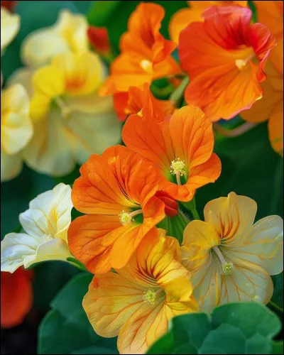 D'où la fleur est-elle originaire ?