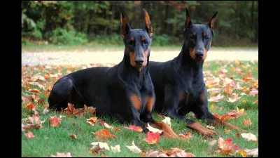 Sont-ils affectueux envers les enfants ?